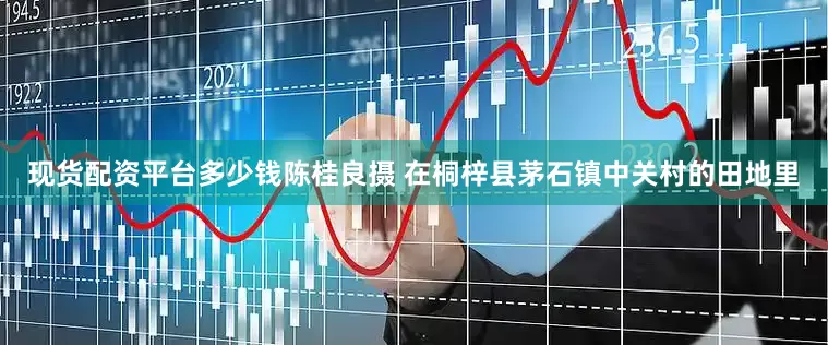 现货配资平台多少钱陈桂良摄 在桐梓县茅石镇中关村的田地里